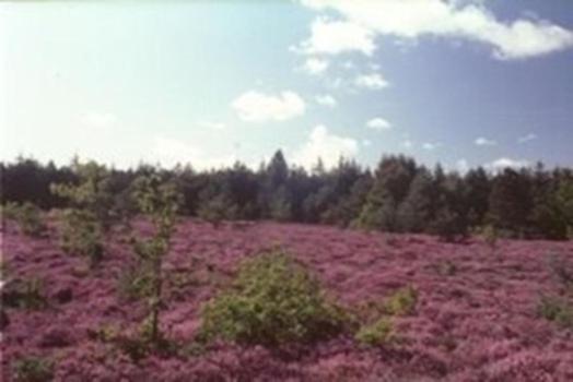 Wald&meer
